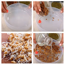 070 Plastic 4 Compartment Sprout Maker, White Sai Krupa Emart